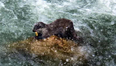 Fırat Nehri'nin kıyısında görüntülendi! Görenler telefona sarıldı