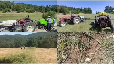 Bursa’da çekirgelerle mücadele: İlaçlamala başladı
