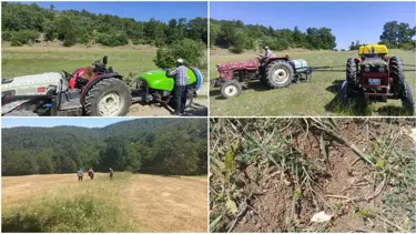Bursa’da çekirgelerle mücadele: İlaçlamala başladı