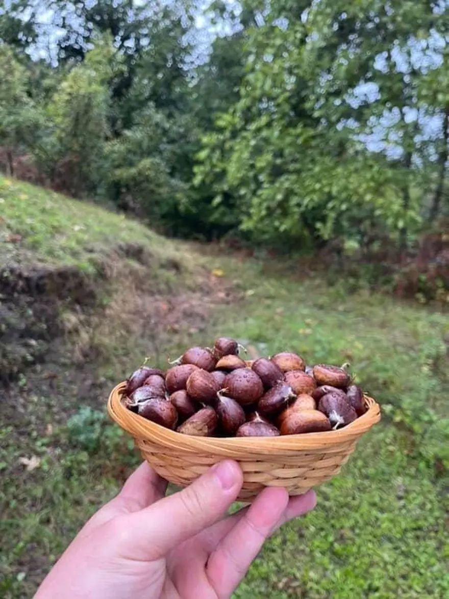 Erken saatte ormana akın ediyorlar: Sezon açıldı, tek tek elle toplanıyor 2