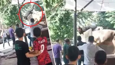 Kurbanlık boğa kasaba hayatının şokunu yaşattı