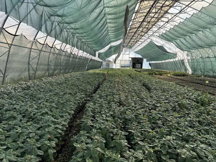 5 yıl önce kuruldu, 200 bin üretiliyor: En sağlıklısı yetiştiriliyor 4