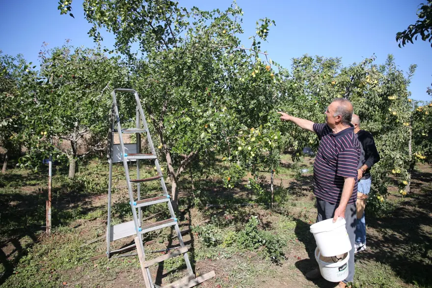 Çinlilerin "ölümsüzlük meyvesi" Edirne'de yetişiyor: C, B1, B2 ve B6 ne varsa onda! 6