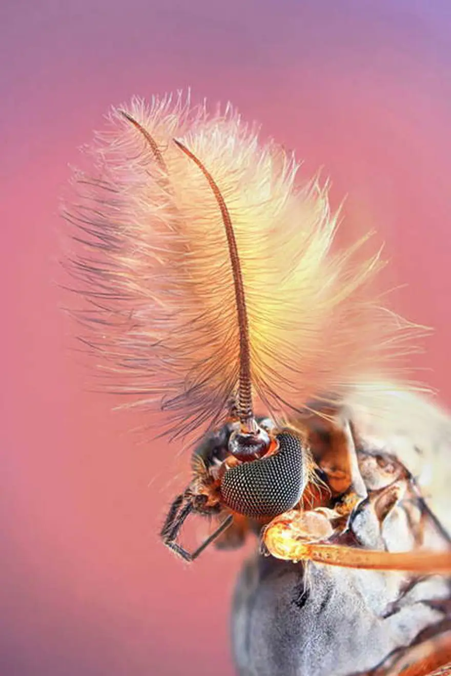 Bu kadar yakından görmediniz 9