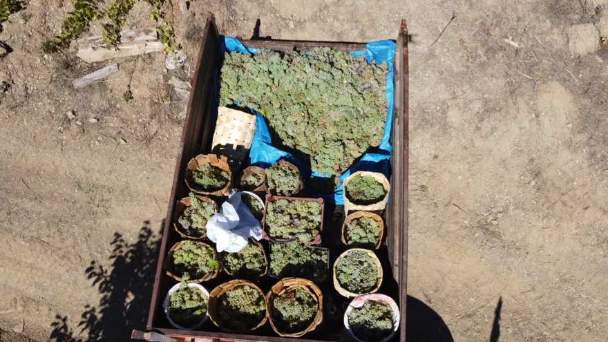 Dut yaprakları kaşık, su kabakları kepçe olarak kullanılıyor! Meşe külüyle harmanlayıp 2 gün 3 gecede yapıyorlar 6