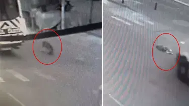 Minibüs sahipsiz köpeği ezdi