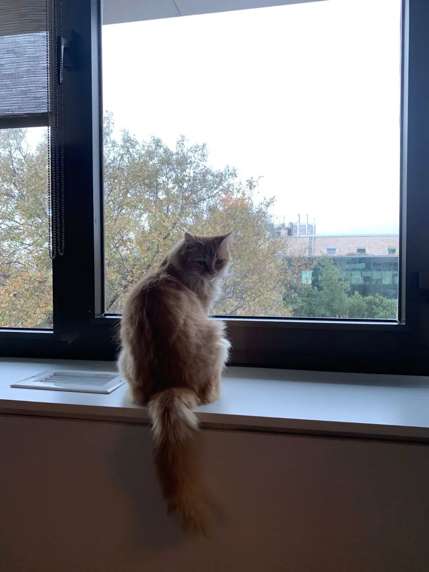 Kedilerle ilgili yeni keşif: Anavatanı Mezopotamya mı? 8