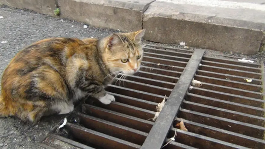 Yavrusunu mazgalın başında dakikalarca bekledi 