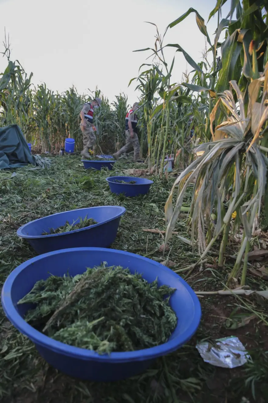 Mısır tarlasından 190 bin kök Hint keneviri ve 415 kilo esrar çıktı 8