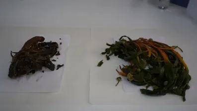 Halk arasında "Soryaz" ve "Guriz" olarak biliniyor: Şırnak'ta yetişen 2 bitki 3 hastalığa iyi geliyor