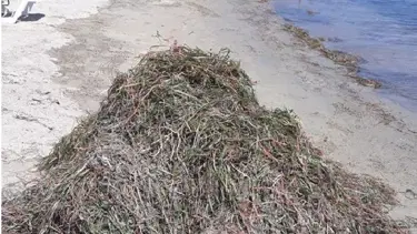 Balıkesir'de koruma altındaki deniz çayırları söküldü