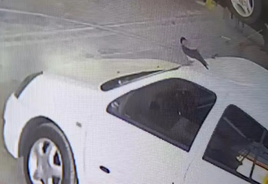 Karga arabanınanahtarını alıp kaçtı, çalışanlar peşinden koştu 