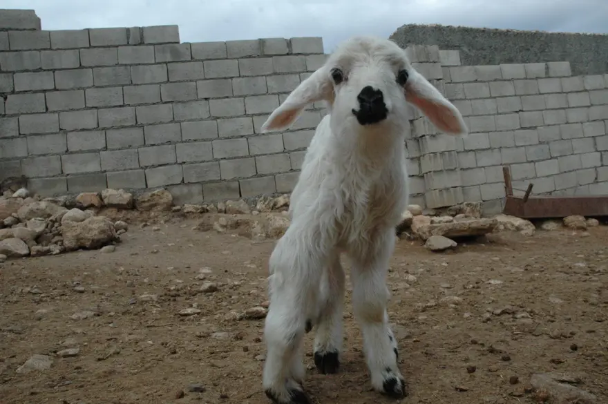Diyarbakır'da 6 ayaklı doğan kuzu görenleri şaşırtıyor 5 Diyarbakır'da 6 ayaklı doğan kuzu görenleri şaşırtıyor 5