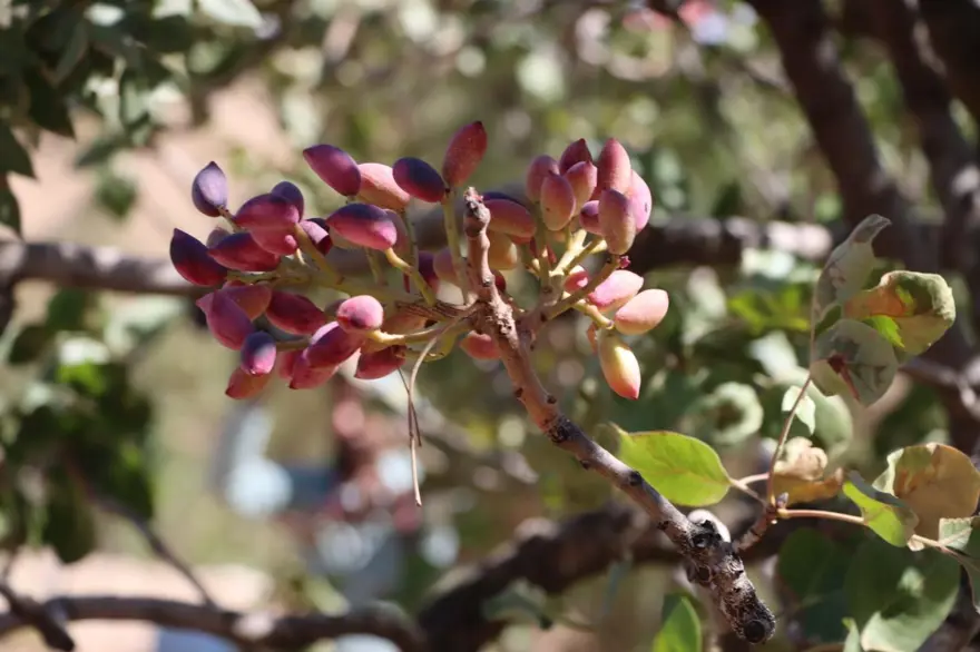 304 bin dekar alanda yetiştirildi: Hasadı başladı 4 304 bin dekar alanda yetiştirildi: Hasadı başladı 4