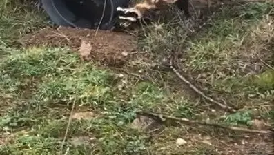 Nesli tehlikede olan 'Alaca Sansar' görüntülendi