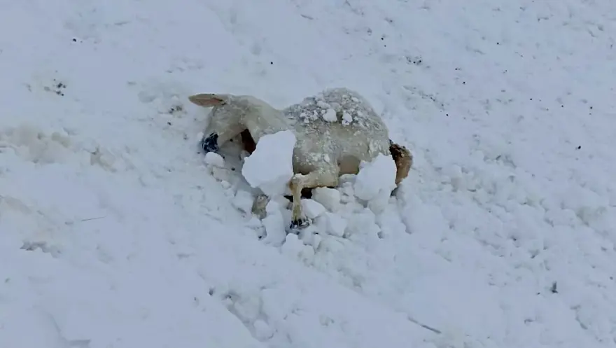 Arkadaşı gözleri önünde donarak hayatını kaybeden çoban o anları anlattı 1