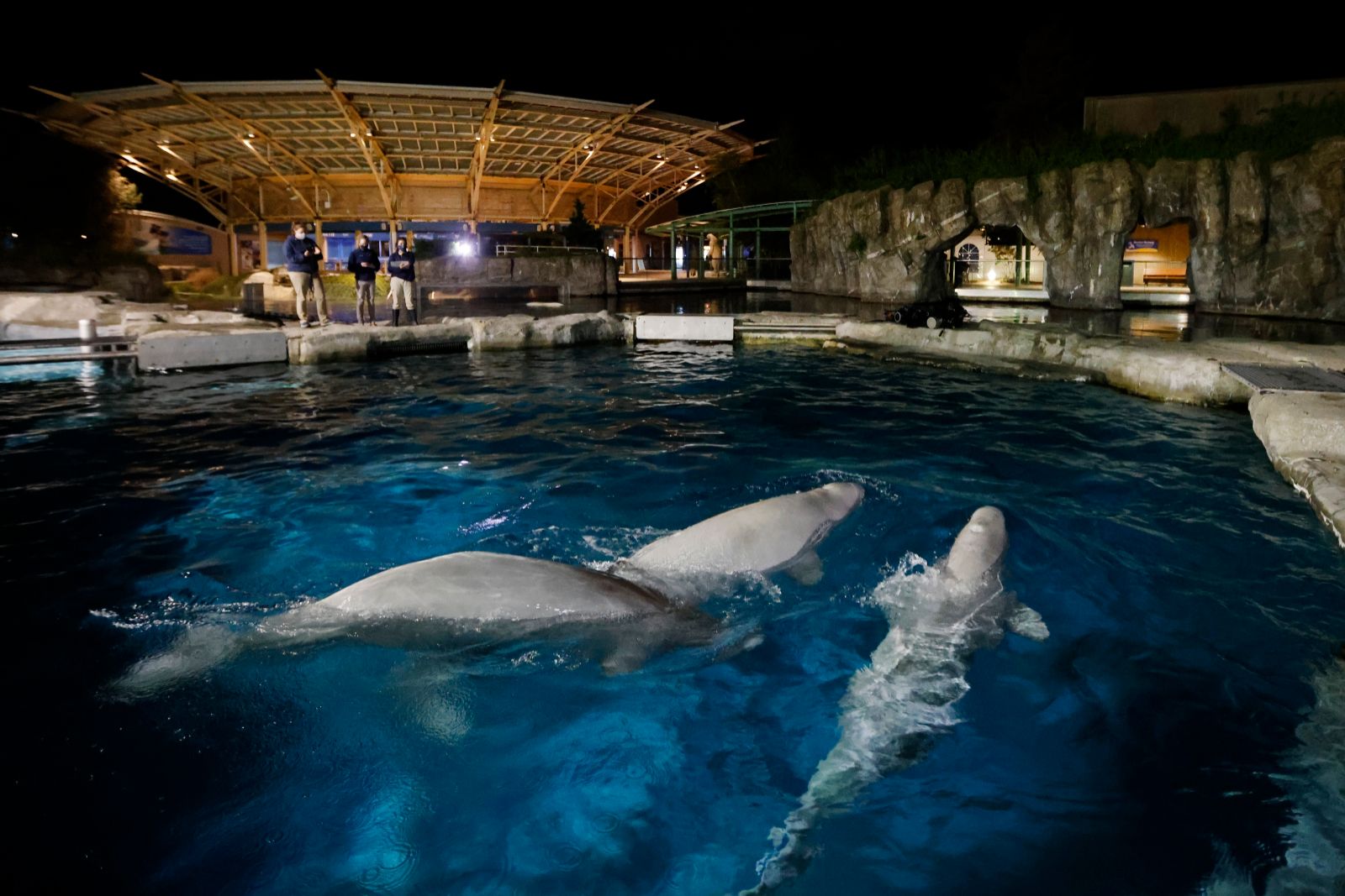 Kanada'da şok karar: Para bulunamazsa 30 beluga balinası öldürülecek