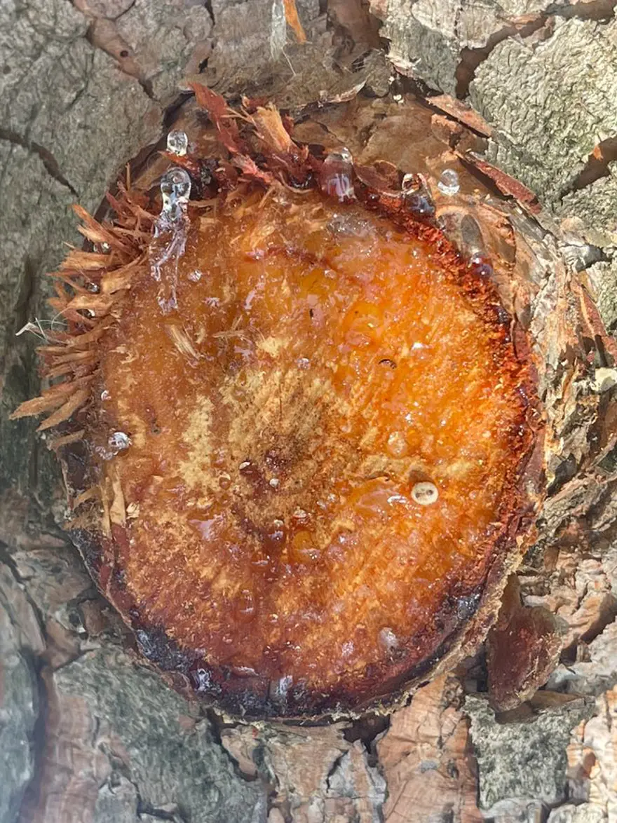 Türkiye'de en çok Artvin'de görülüyor! Bir damlası bile sayısız sağlık sorununa çare oluyor 4