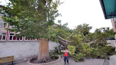 600 yıllık çınar rüzgara yenildi
