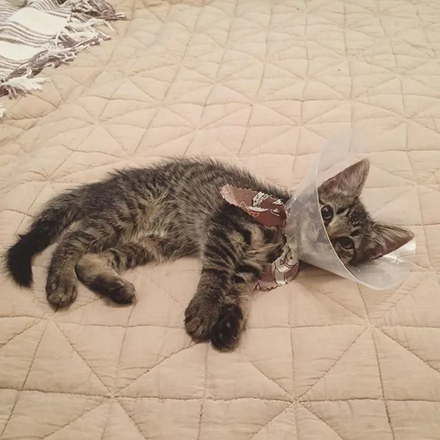 Hayatını kedileri kurtarmaya adadı 273