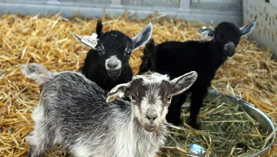 Hayvanat bahçesi müdürü yılbaşı ziyafeti için kurumdaki keçileri kesti