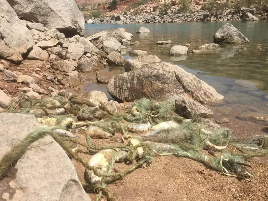 Siirt'te suya kaçak ağ bıraktılar: Çok sayıda balık telef oldu 