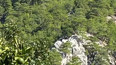 Muğla Köyceğiz’de orman yangını