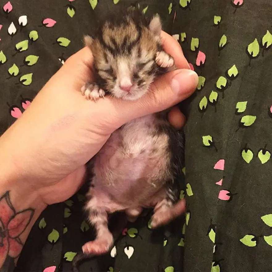 Hayatını kedileri kurtarmaya adadı 284