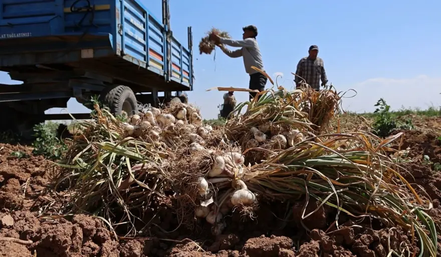 Rusya, Almanya ve İspanya'nın antibiyotiği: Hasat başladı 4