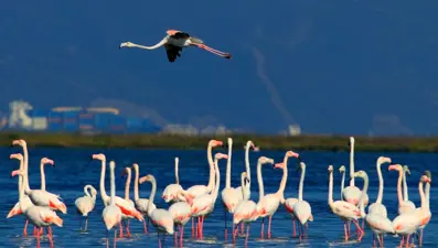 Hersek Lagünü'nde kuş türü sayısı 238'e yükseldi