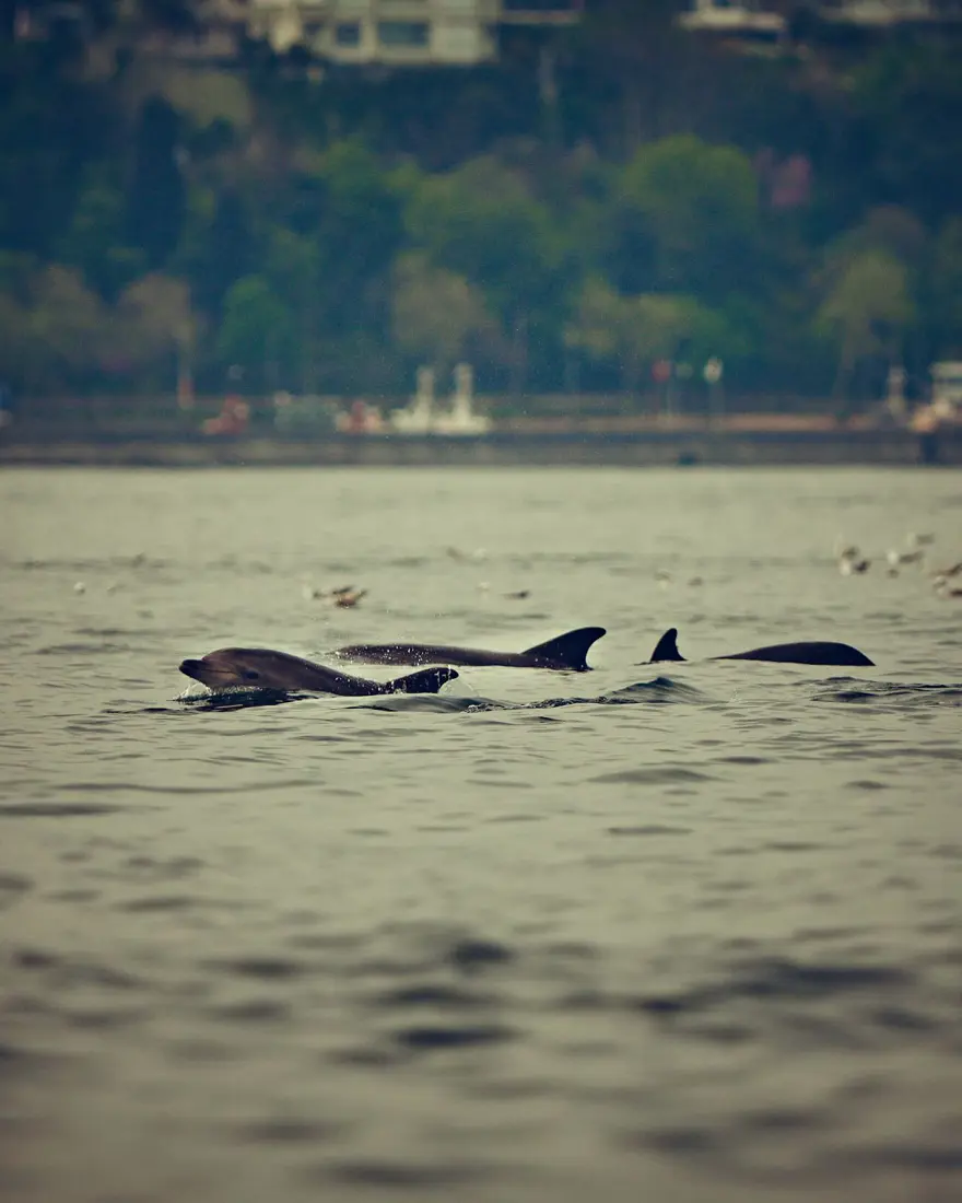 İstanbul Boğazı'nda yunusların dansı 4 İstanbul Boğazı'nda yunusların dansı 4