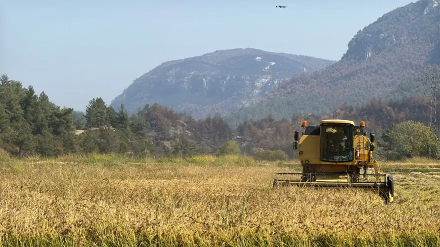 "Beyaz altın" olarak biliniyor: Bu yıl yüzde 40 düşüş yaşandı 2 "Beyaz altın" olarak biliniyor: Bu yıl yüzde 40 düşüş yaşandı 2
