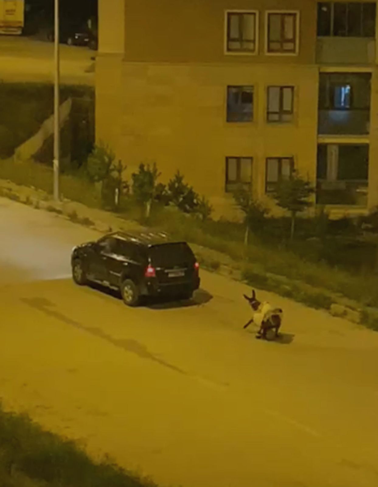 Eşeği otomobilin arkasında sürükledi