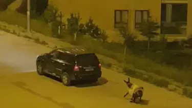 Eşeği otomobilin arkasında sürükledi