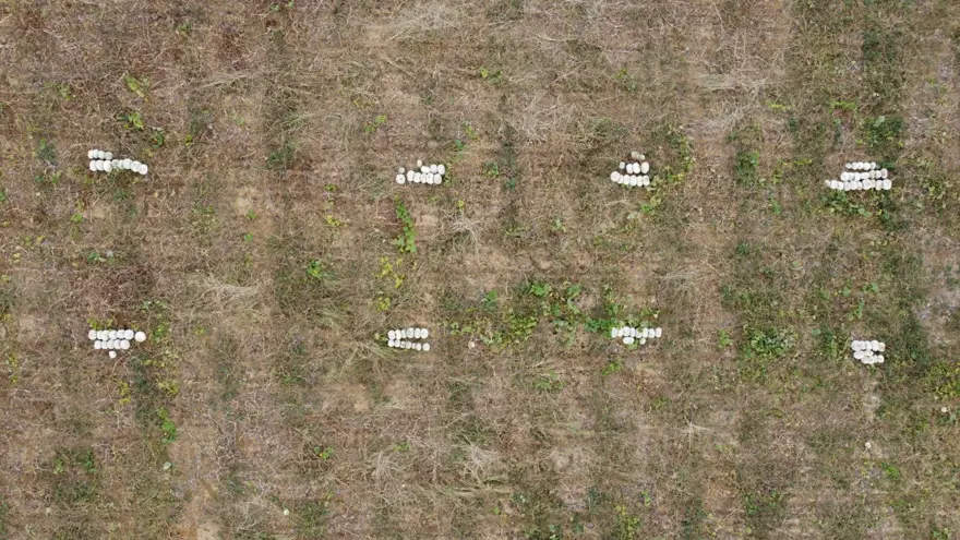 1 yıl raf ömrü var: "Sanki kestane yemiş gibi oluyorsunuz" 6