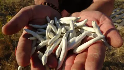 Altınla yarışıyor, kilosu 10 bin TL: Doğada kendiliğinden yetişiyor