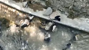 Karga, yılana saldırdı