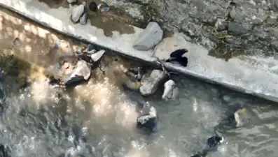 Karga, yılana saldırdı