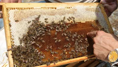 Erzincan'da üretilen geven balının hasadı başladı