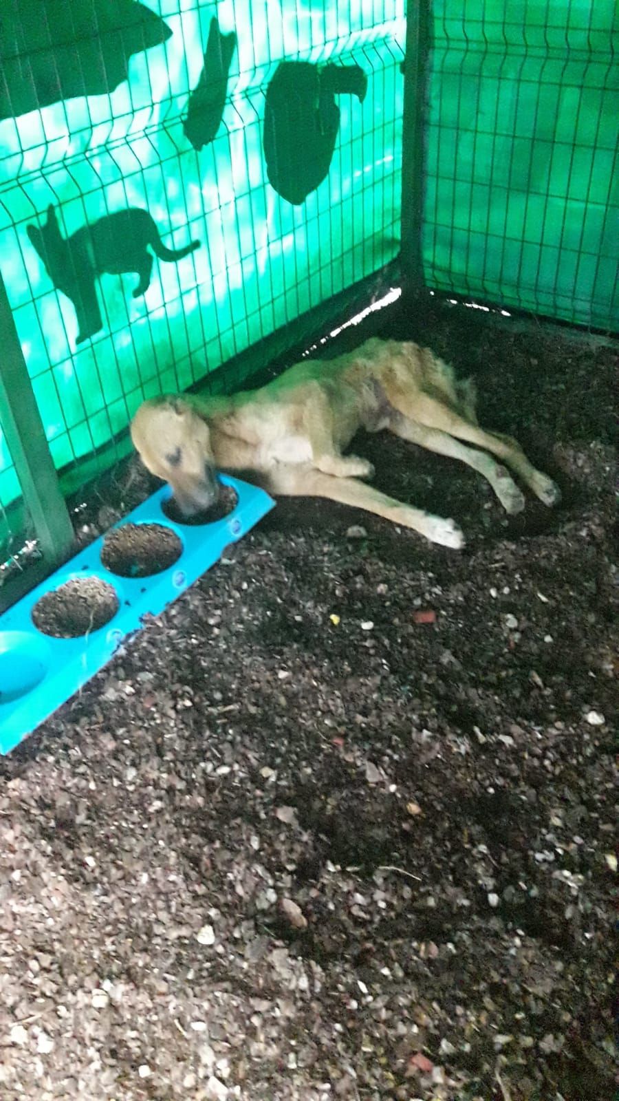 Uyutulacak köpek 5 ayda sağlığına kavuştu