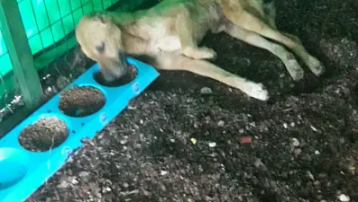 Uyutulacak köpek 5 ayda sağlığına kavuştu