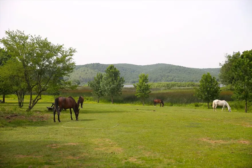 'İstanbul'un arka bahçesi' Sapanca salgın sürecinde de ilgi çekiyor 8