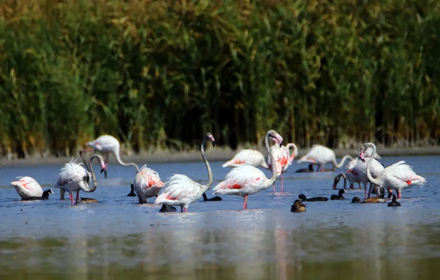 Van Gölü binlerce flamingoya ev sahipliği yapıyor 11