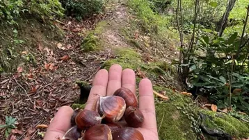 Erken saatte ormana akın ediyorlar: Sezon açıldı, tek tek elle toplanıyor