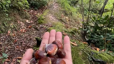 Erken saatte ormana akın ediyorlar: Sezon açıldı, tek tek elle toplanıyor