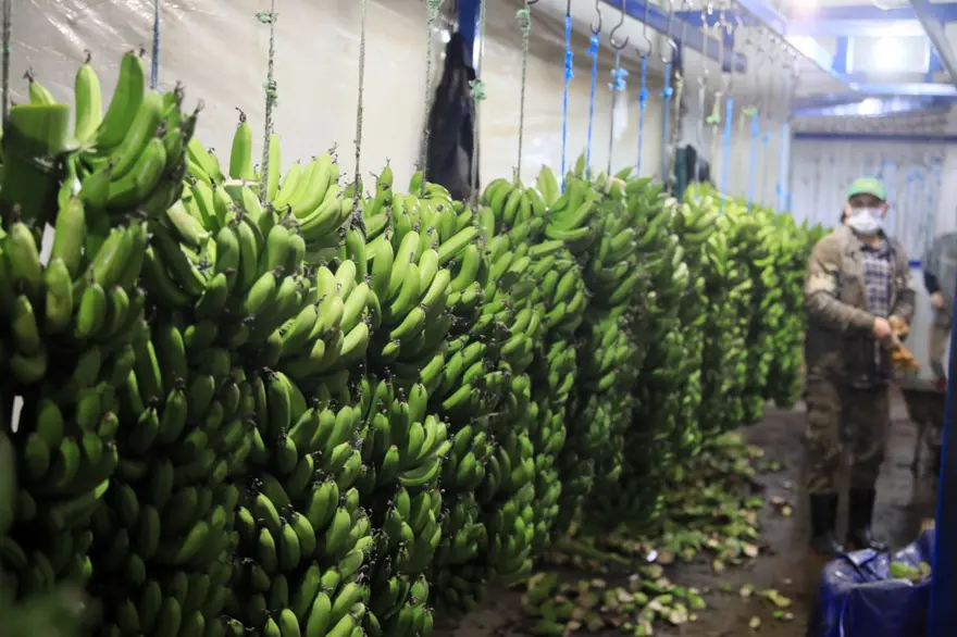 Muzu sarartmada karpitin yerini etilen gazı aldı 2