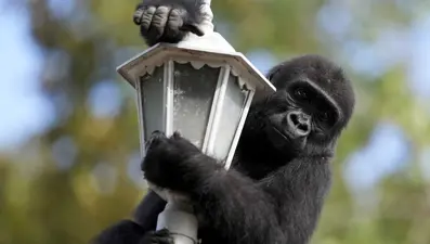 Goril Zeytin evine dönmek için gün sayıyor: Kaçırılmaya çalışırken bulunmuştu