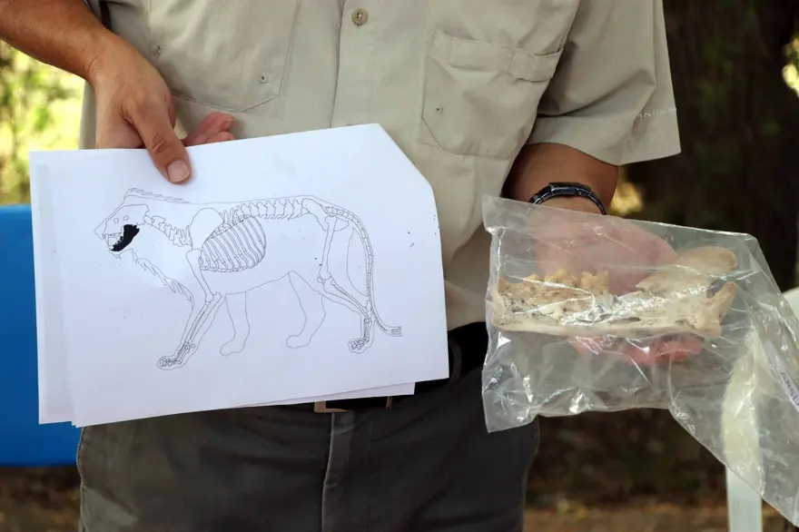 Kayseri'de 4 bin yıl öncesine ait aslan kemiği bulundu 1