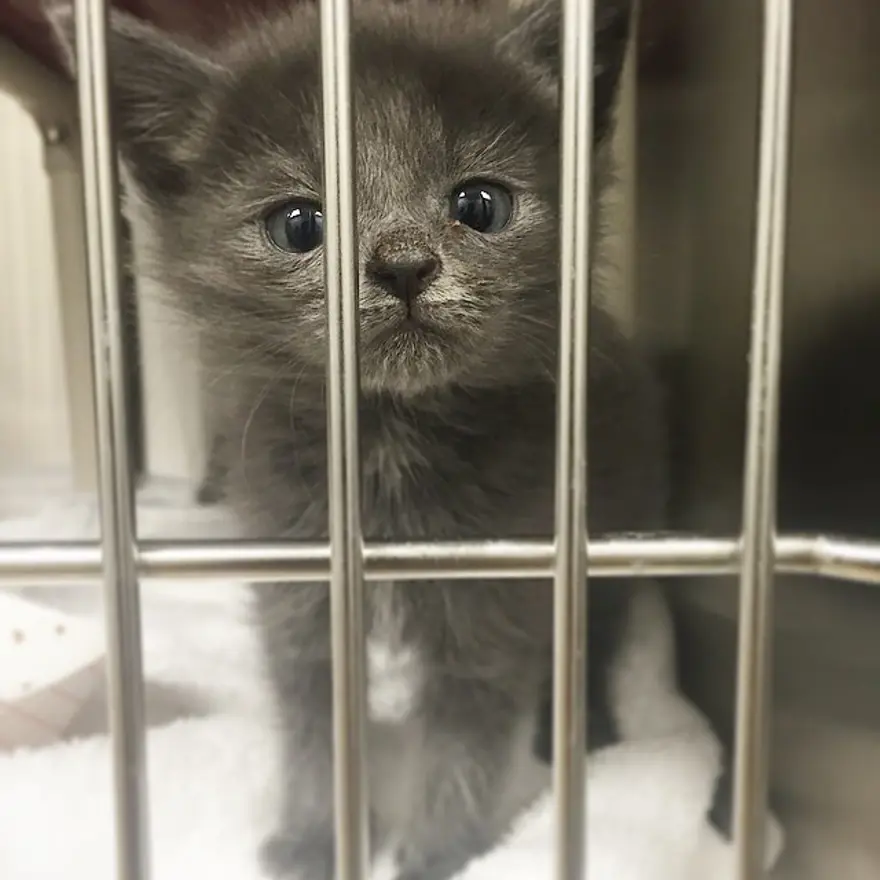 Hayatını kedileri kurtarmaya adadı 220