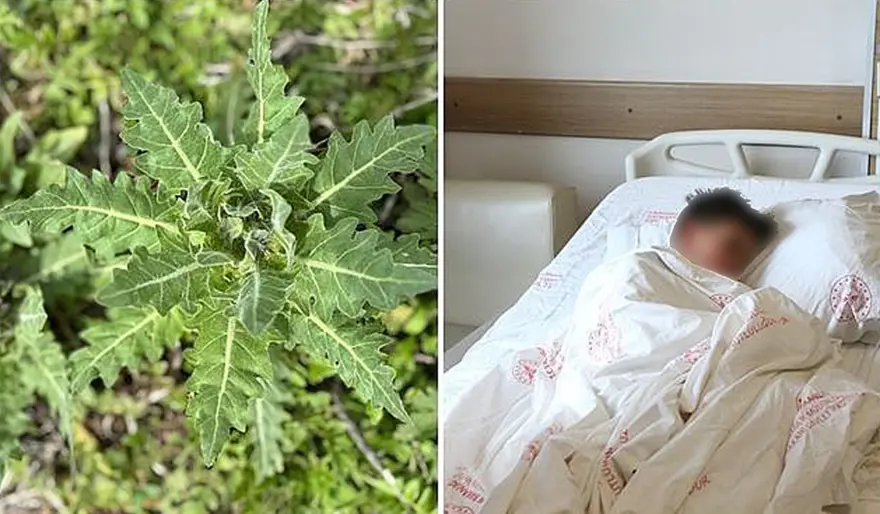 Türkiye'nin doğu illerinde yaygın olarak yetişiyor: Yanlış tüketimi zehirliyor 